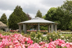 Frimley Rose Garden